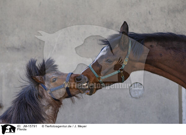 Pferde / horses / JM-15791