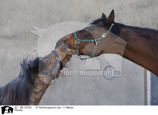 Pferde / horses / JM-15792