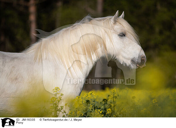 Pony / Pony / JM-16335