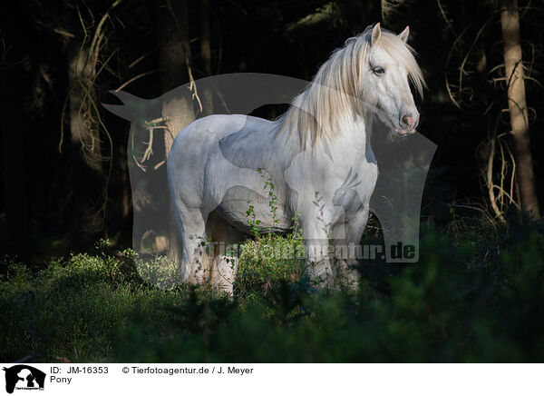 Pony / Pony / JM-16353