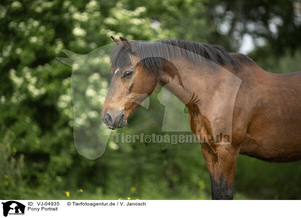 Pony Portrait / Pony Portrait / VJ-04935