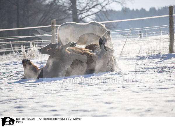 Pony / Pony / JM-19026