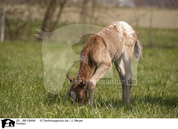 Fohlen / foal / JM-19886