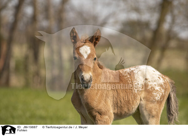 Fohlen / foal / JM-19887