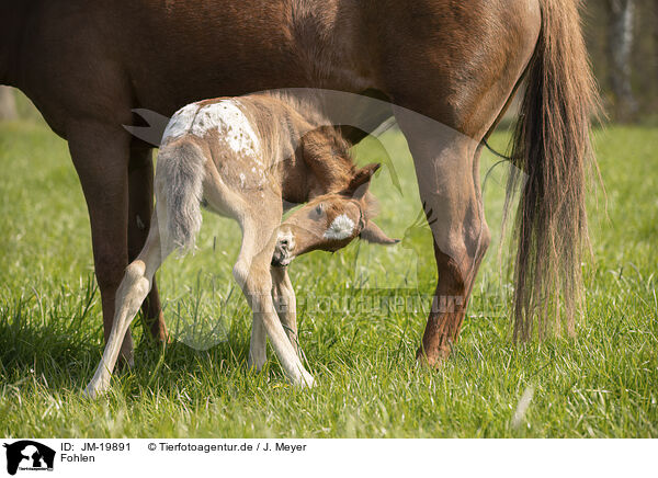 Fohlen / foal / JM-19891