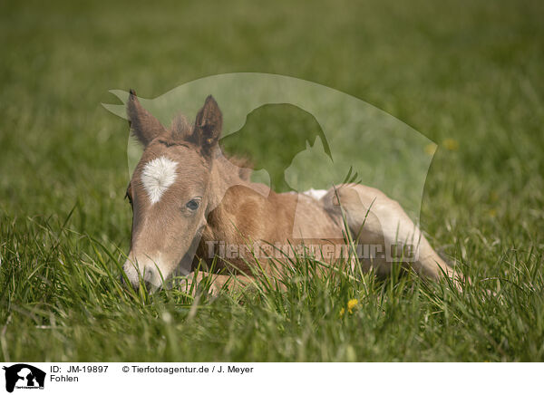 Fohlen / foal / JM-19897