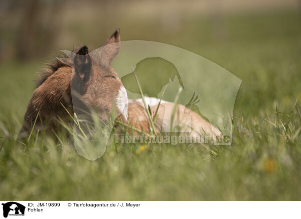 Fohlen / foal / JM-19899