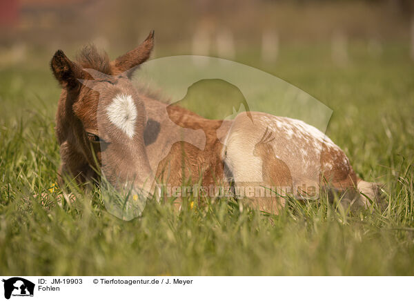 Fohlen / foal / JM-19903