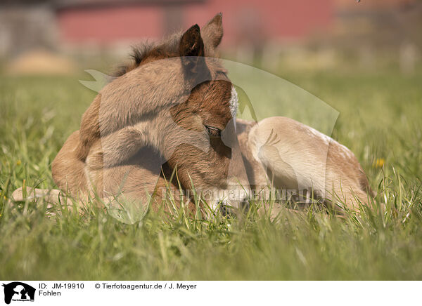 Fohlen / foal / JM-19910