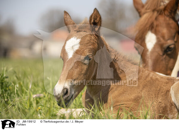 Fohlen / foal / JM-19912