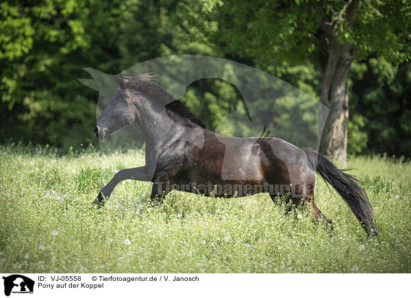 Pony auf der Koppel / Pony in maedow / VJ-05558