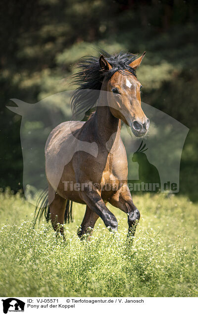 Pony auf der Koppel / Pony in maedow / VJ-05571