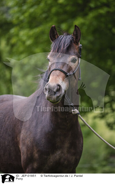 Pony / Pony / JEP-01851