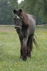 altes Pony