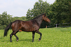 Pony auf der Weide