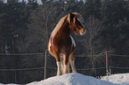 Pony im Schnee