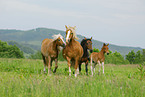 trabende Ponies