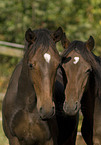 Ponyportrait