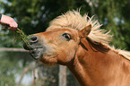fressendes Pony