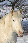 Pony Portrait