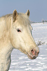 Pony Portrait