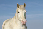 Pony Portrait