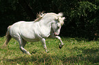 trabendes Pony