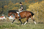 Frau reitet Islnder-Haflinger-Mix