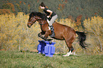 Frau reitet Islnder-Haflinger-Mix