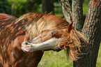 Pony scheuert Mhne