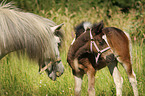 Pony Stute und Fohlen