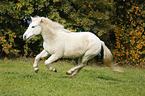 galoppierendes Pony