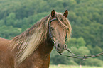 Pony Portrait
