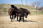 Ponies auf Paddock