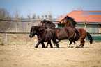 Ponies auf Paddock