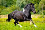 galoppierendes Pony