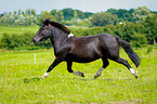 trabendes Pony