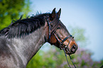 Pony Portrait