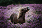 Pony in der Heide