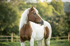Pony Portrait
