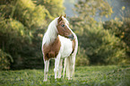 Pony