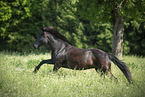 Pony auf der Koppel