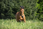 Pony auf der Koppel