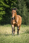 Pony auf der Koppel