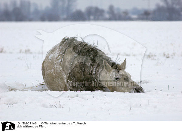 sich wlzendes Pferd / TM-01146