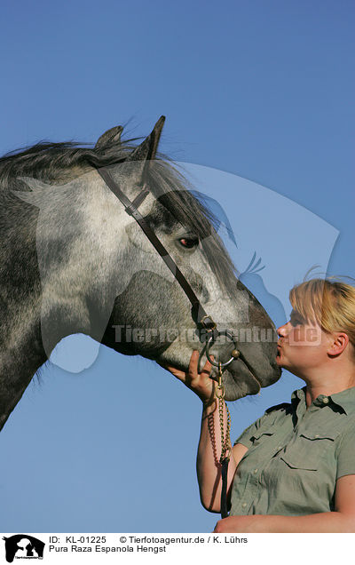 Pura Raza Espanola Hengst / Pura Raza Espanola stallion / KL-01225