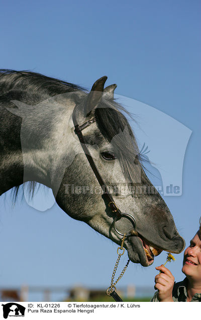 Pura Raza Espanola Hengst / Pura Raza Espanola stallion / KL-01226