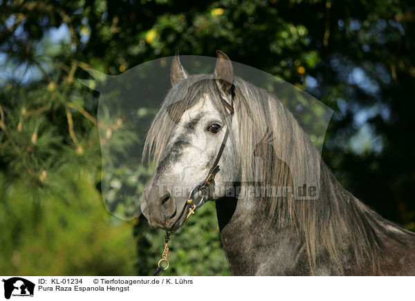 Pura Raza Espanola Hengst / Pura Raza Espanola stallion / KL-01234