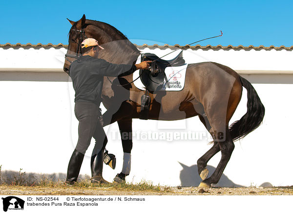 trabendes Pura Raza Espanola / trotting PRE / NS-02544