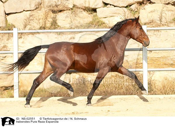 trabendes Pura Raza Espanola / trotting PRE / NS-02551